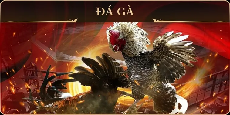 Hướng Dẫn Chơi Đá Gà GA28 Tại 9Club Từ A Đến Z 2 Hướng Dẫn Chơi Đá Gà GA28 Tại 9Club Từ A Đến Z