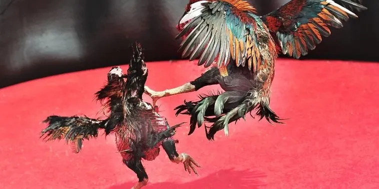 Bật Mí Cách Chơi Đá Gà Sabong Tại 9Club Ăn Tiền Thật