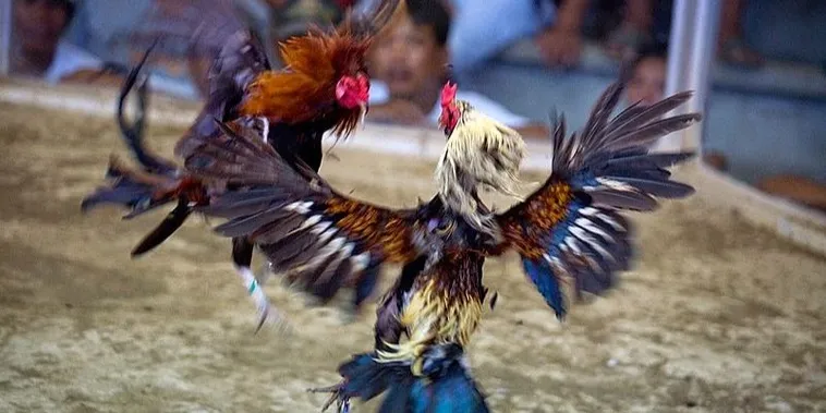 Bật Mí Cách Chơi Đá Gà Sabong Tại 9Club Ăn Tiền Thật